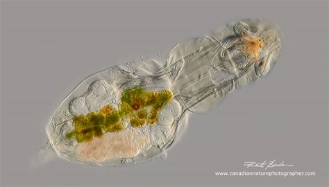 how are rotifers similar to stentor